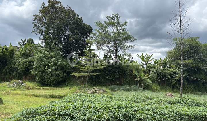 Plot 6,389M2 Ready to Build in Ciomas Bogor Plot 6,389M2 Ready to Build in Ciomas Bogor