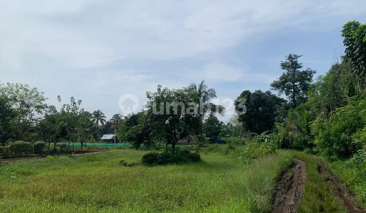 Kavling 2 Hektar Siap Bangun di Babakan Ciseeng Bogor Kavling 2 Hektar Siap Bangun di Babakan Ciseeng Bogor