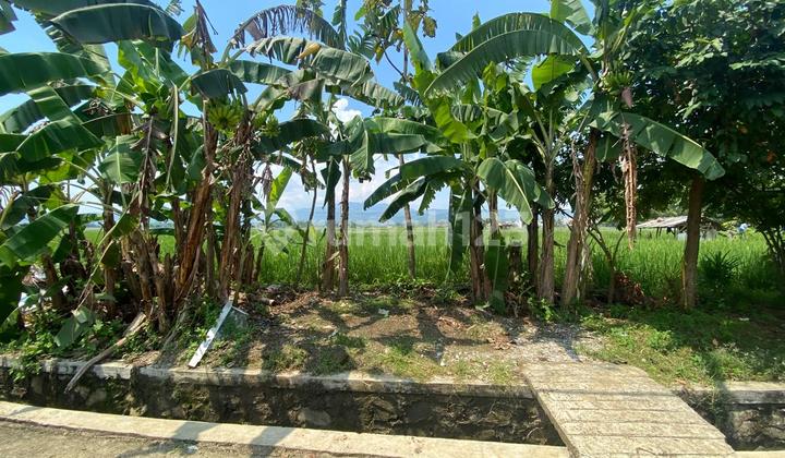 Lahan Sawah Luas 2300 Meter Persegi di Klapanunggal Bogor Lahan Sawah Luas 2300 Meter Persegi di Klapanunggal Bogor