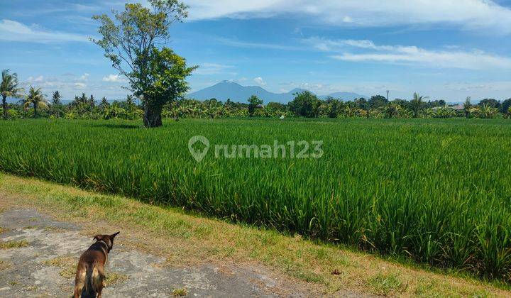 House For Rent With Rice Field And Mountain View In Kedungu 8
