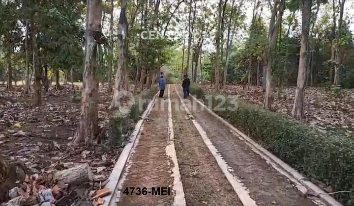 Dijual Kavling Strategis Harga Menarik di Ciseeng Bogor Dijual Kavling Strategis Harga Menarik di Ciseeng Bogor