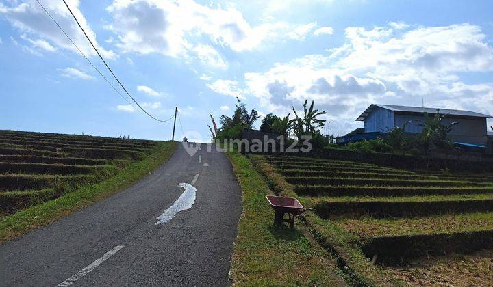 TANAH VIEW SAWAH DEKAT PANTAI HARGA MURAH 2