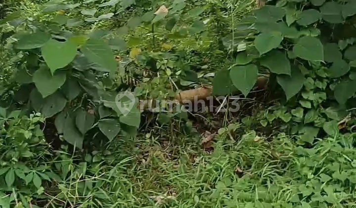 Tanah Murah Zona Kuning Siap Bangun View Hutan 