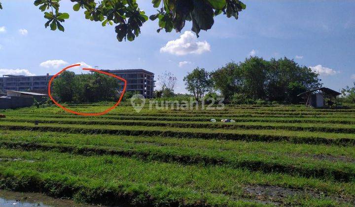 TANAH ZONA KUNING TERMURAH DI UMALAS KUWUM 1