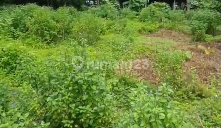 Land Suitable for Villa Rental, 5-Meter Road, Forest View Land Suitable for Villa Rental, 5-Meter Road, Forest View