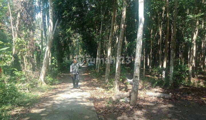 Tanah Kebun Mahoni Super Murah Untuk Investasi Dekat Objek Wisata 1
