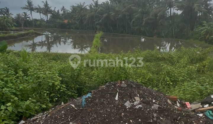 Tanah View Sawah Jlan 6 Mtr SHM Zona Kuning Tanah View Sawah Jlan 6 Mtr SHM Zona Kuning