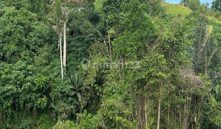 Tanah Los Sungai Super Cantik View Air Terjun Dan Hutan 1