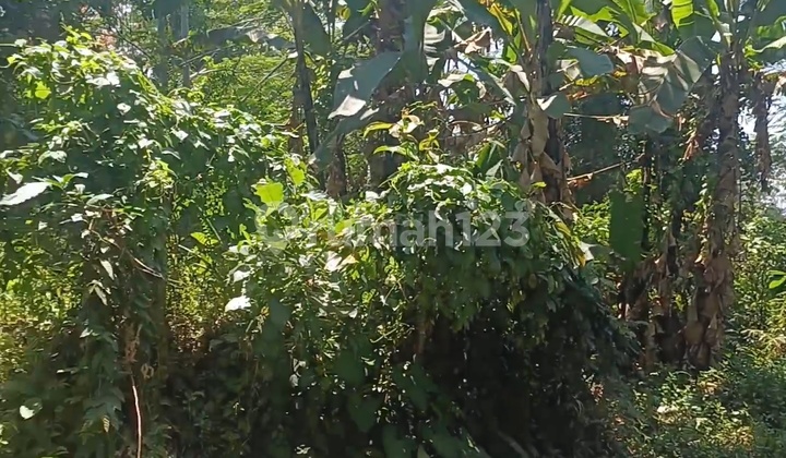 Tanah Murah Ubud Zona Kuning Siap Bagun Ada 2 Jalan Tanah Murah Ubud Zona Kuning Siap Bagun Ada 2 Jalan