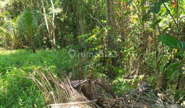 TANAH ZONA KUNING TERMURAH DI MAS UBUD VIEW KEREN 2