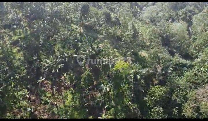 KEBUN DURIAN DURI HITAM VIEW LAUT COCOK INVESTASI 1