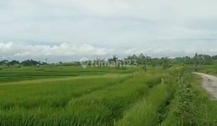 TANAH VIEW CANTIK TERMURAH DI UMALAS BUMBAK  3