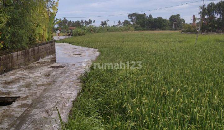 TANAH SEWA COCOK VILLA DI UBUD HARGA BAGUS 1