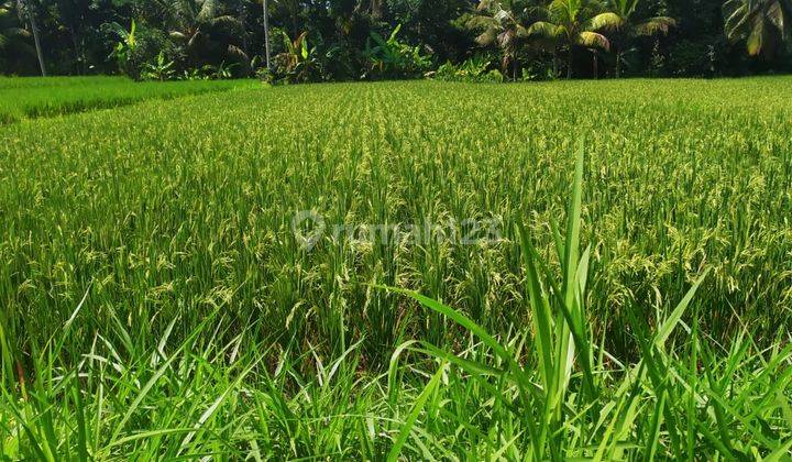 TANAH SEWA VIEW SAWAH DAN JUNGLE KEREN DI TIMUR UBUD 2