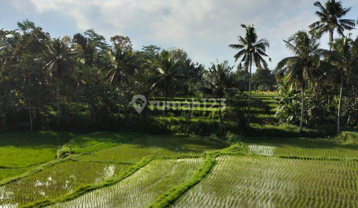 TANAH UBUD LINGKUNGAN HOTEL DAN RESORT SIAP BANGUN  1