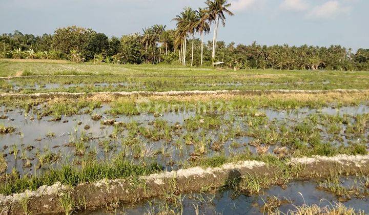 CHEAPEST UBUD LAND SUITABLE FOR LONG TERM INVESTMENT  2