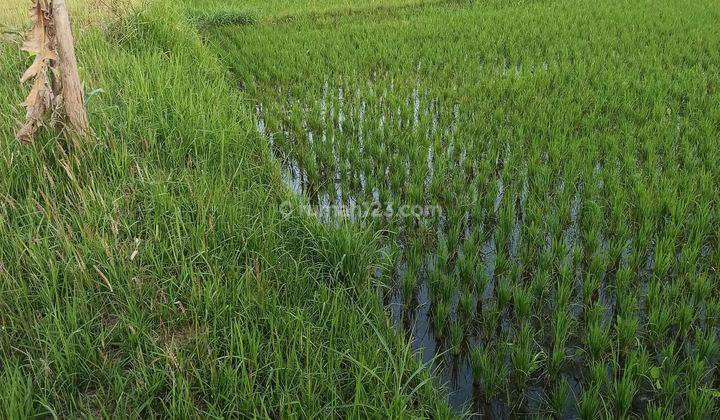 TANAH SEWA SIAP BANGUN VILLA VIEW SAWAH CANTIK 2