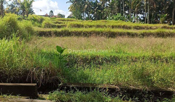 Tanah sewa view sawah lingkungan villa harga murah 2