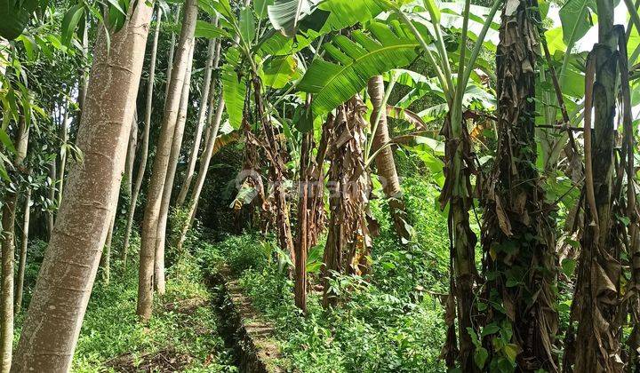 THE CHEAPEST LAND IN MAS UBUD VILLAGE WITH RIVER AND FOREST VIEWS 2