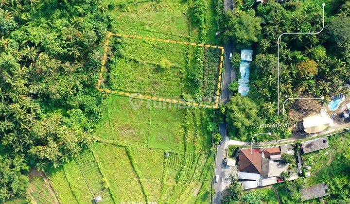 TANAH SEWA PINGGIR JALAN RAYA UBUD COCOK RESTORAN DAN VILLA 2