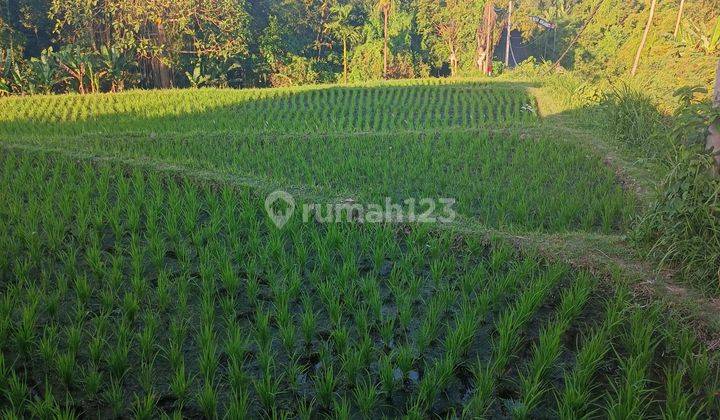 TANAH SEWA LOS SUNGAI SAWAH CANTIK PINGGIR JALAN BESAR  1