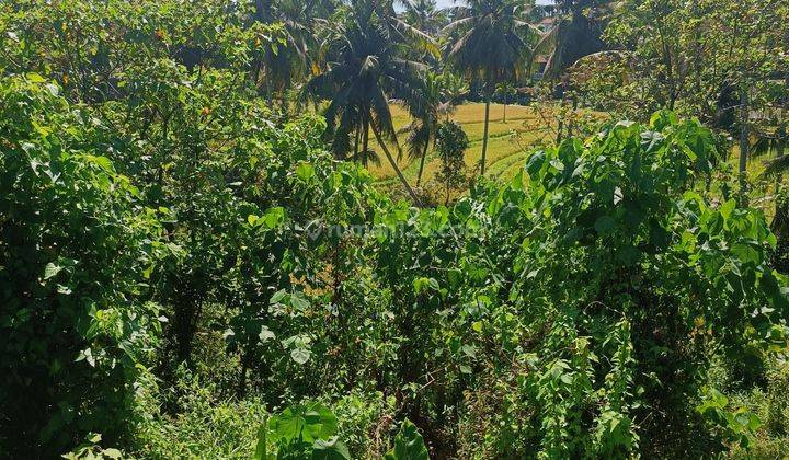 Tanah Kavling Termurah Di Central Ubud View Keren  1