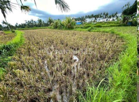 TANAH SAWAH COCOK INVESTASI JANGKA PANJANG VIEW BAGUS 1