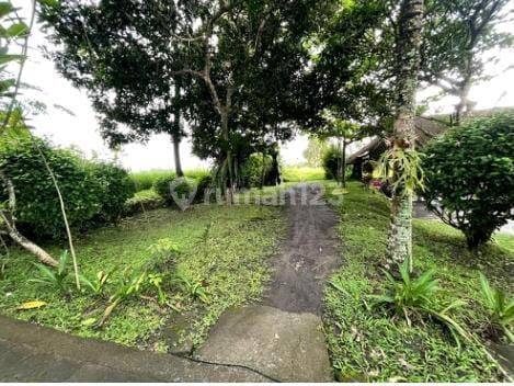 TANAH SAWAH COCOK INVESTASI JANGKA PANJANG VIEW BAGUS 2