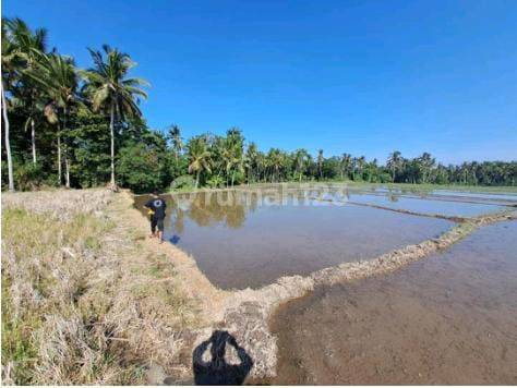 TANAH SAWAH SUPER MURAH DI UBUD AREA COCOK INVESTASI 2