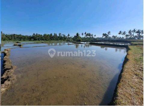 TANAH SAWAH SUPER MURAH DI UBUD AREA COCOK INVESTASI 1