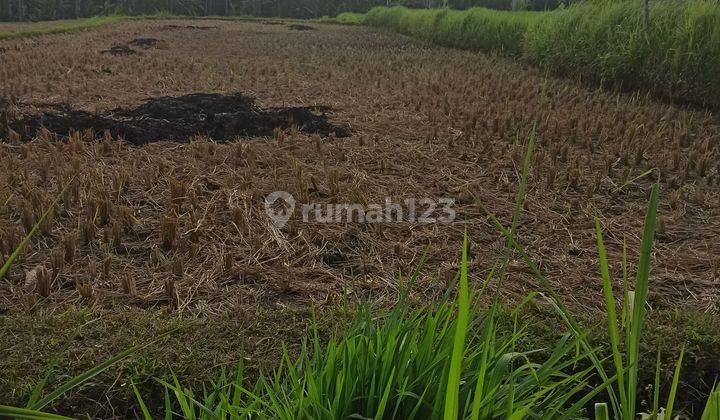 TANAH VIEW SAWAH JUNGLE DAN SUNGAI COCOK KOMPLEK VILLA UBUD 1