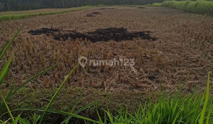 TANAH VIEW SAWAH JUNGLE DAN SUNGAI COCOK KOMPLEK VILLA UBUD 2