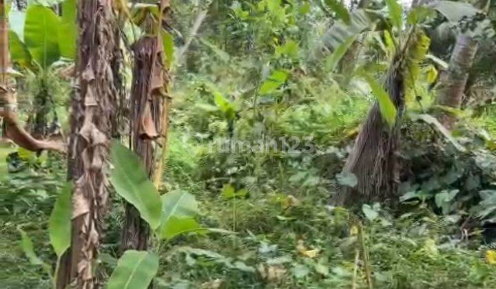 TANAH LOS SUNGAI JUNGLE DAN SAWAH KEREN COCOK VILLA PRIBADI 2