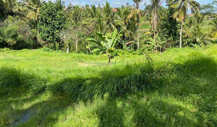 TANAH SEWA VIEW CANTIK BONUS BANGUNAN DI UBUD TIMUR 1