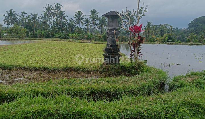 TANAH VIEW SAWAH TERASERING CANTIK UTARA UBUD COCOK VILLA  2