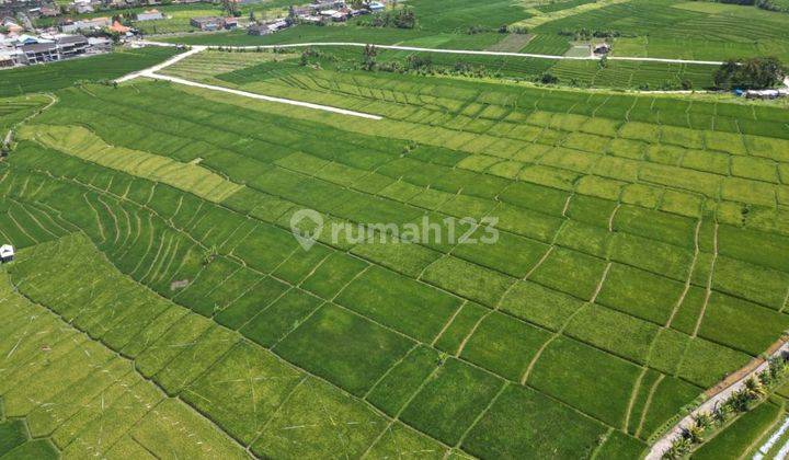 BEAUTIFUL RICE VIEW LAND IN PERERENAN CANGGU  1