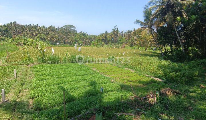 COOL RICE VIEW LAND IN UBUD VILLA ENVIRONMENT NEAR MAIN ROAD 1