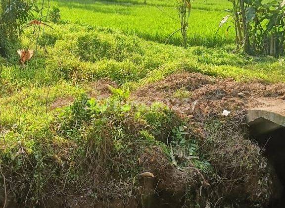 TANAH VIEW SAWAH DAN SUNGAI CANTIK DI UBUD SIAP BANGUN  1