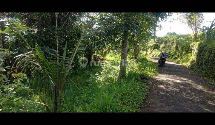 COOL JUNGLE RICE RICE VIEW LAND IN NORTH BAYAD UBUD  1