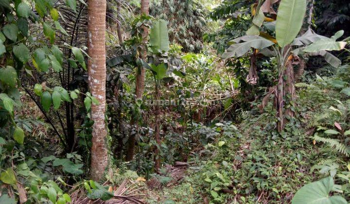 TANAH SEWA LOKASI DI CENTER UBUD COCOK VILLA DAN RESTORAN  1