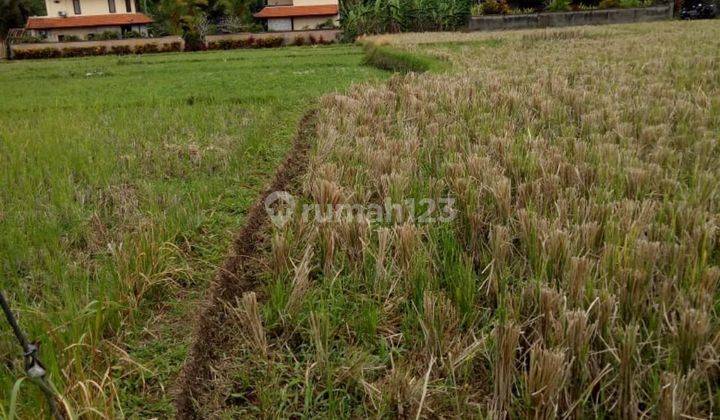 TANAH VIEW JUNGLE DAN SUNGAI JUGA SAWAH KEREN DI UBUD 2