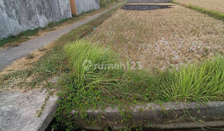 SUPER CHEAP LAND IN LODTUNDUH UBUD VIEW RICE RICE VILLA ENVIRONMENT  2