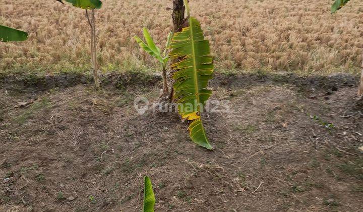 TANAH VIEW SAWAH KEREN SIAP BANGUN VILLA 1