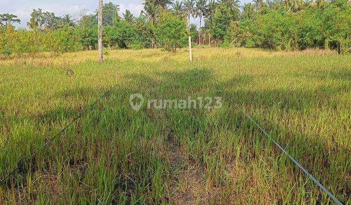 CHEAP PLOT LAND IN LODTUNDUH UBUD SURROUNDING VILLA  1