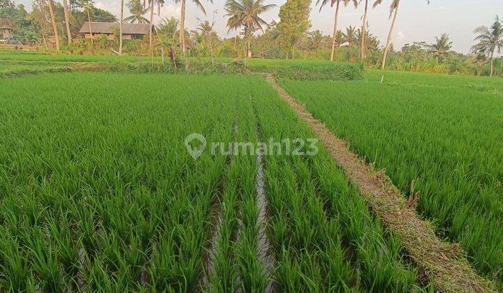 TANAH VIEW SAWAH DAN SUNGAI JUNGLE CANTIK DI PEJENG 1