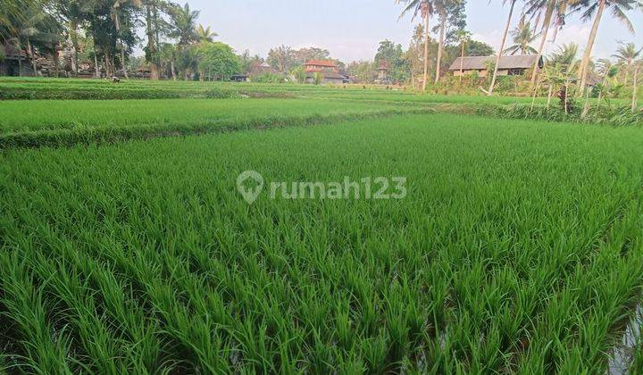 TANAH VIEW SAWAH DAN SUNGAI JUNGLE CANTIK DI PEJENG 2