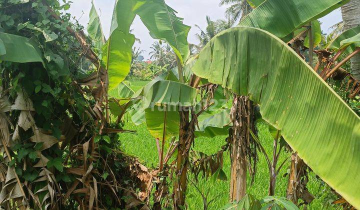 TANAH SEWA VIEW SAWAH KEREN LINGKUNGAN VILLA MEWAH  2