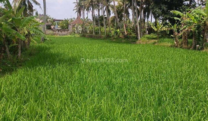 TANAH SEWA VIEW SAWAH KEREN LINGKUNGAN VILLA MEWAH  1