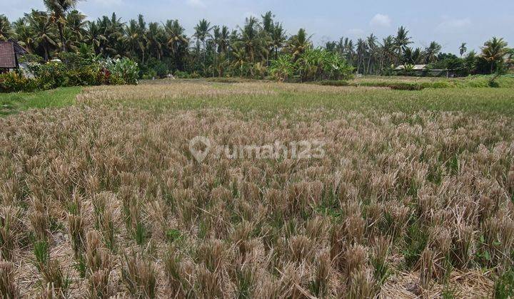 TANAH VIEW SAWAH ABADI LINGKUNGAN VILLA COCOK VILLA RENTAL  2