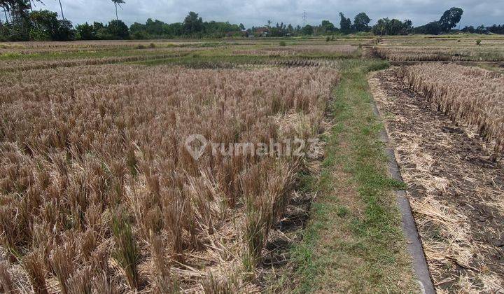 TANAH MURAH VIEW SAWAH ABADI DI UBUD COCOK VILLA RENTAL  1